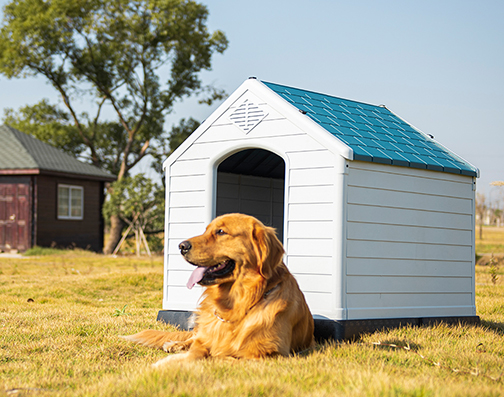 custom dog kennels